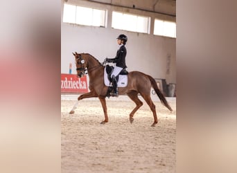 Westfaliano, Castrone, 8 Anni, 163 cm, Sauro