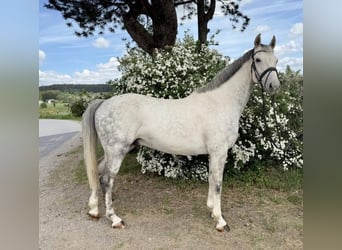 Westfaliano, Castrone, 8 Anni, 165 cm, Grigio
