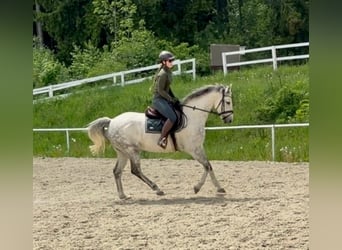 Westfaliano, Castrone, 8 Anni, 165 cm, Grigio