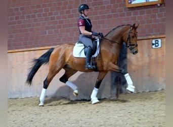 Westfaliano, Castrone, 8 Anni, 167 cm, Baio