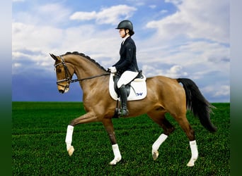 Westfaliano, Castrone, 8 Anni, 167 cm, Baio