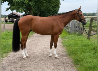 Westfaliano, Castrone, 8 Anni, 168 cm, Baio