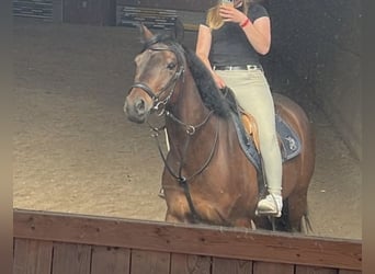 Westfaliano, Castrone, 8 Anni, 168 cm, Baio