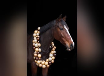 Westfaliano, Castrone, 8 Anni, 168 cm, Baio scuro