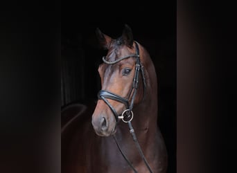 Westfaliano, Castrone, 8 Anni, 168 cm, Baio scuro