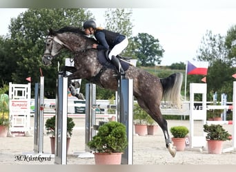 Westfaliano, Castrone, 8 Anni, 168 cm, Grigio