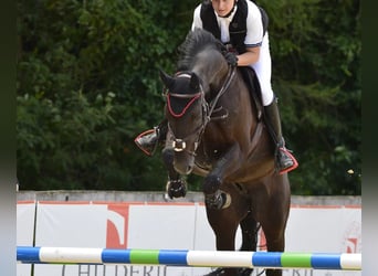 Westfaliano, Castrone, 8 Anni, 168 cm, Morello