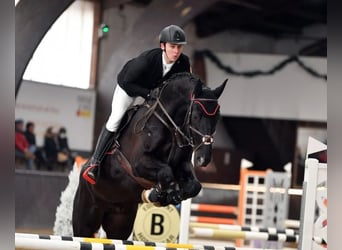 Westfaliano, Castrone, 8 Anni, 168 cm, Morello