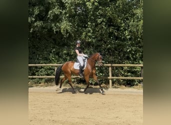 Westfaliano, Castrone, 8 Anni, 169 cm, Baio