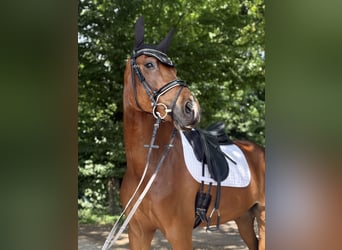 Westfaliano, Castrone, 8 Anni, 169 cm, Baio
