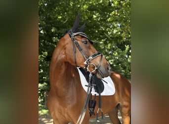 Westfaliano, Castrone, 8 Anni, 169 cm, Baio