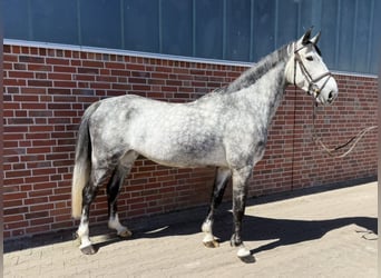 Westfaliano, Castrone, 8 Anni, 169 cm, Grigio pezzato
