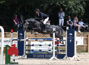 Westfaliano, Castrone, 8 Anni, 169 cm, Grigio