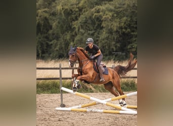 Westfaliano, Castrone, 8 Anni, 170 cm, Sauro scuro
