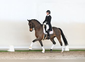 Westfaliano, Castrone, 8 Anni, 171 cm, Baio