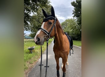 Westfaliano, Castrone, 8 Anni, 171 cm, Sauro