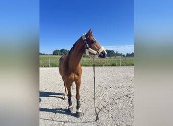 Westfaliano, Castrone, 8 Anni, 171 cm, Sauro