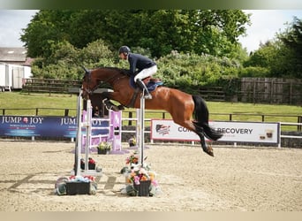 Westfaliano, Castrone, 8 Anni, 172 cm, Baio ciliegia