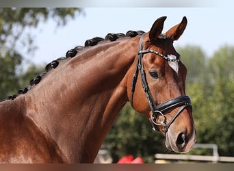 Westfaliano, Castrone, 8 Anni, 174 cm