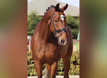 Westfaliano, Castrone, 8 Anni, 174 cm