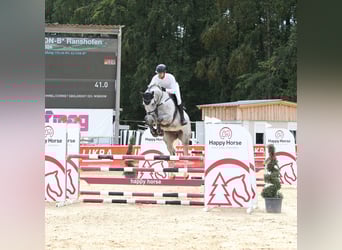Westfaliano, Castrone, 8 Anni, 175 cm, Grigio