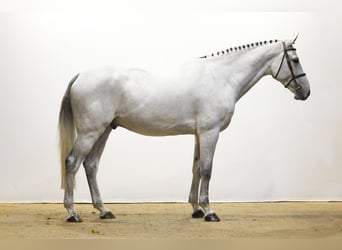 Westfaliano, Castrone, 8 Anni, 180 cm, Grigio