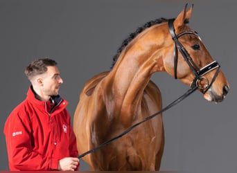 Westfaliano, Castrone, 8 Anni, Baio