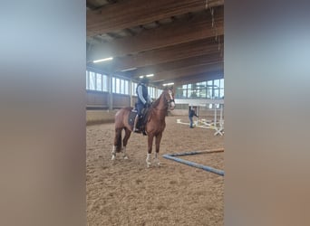 Westfaliano, Castrone, 9 Anni, 163 cm, Sauro