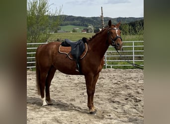 Westfaliano, Castrone, 9 Anni, 164 cm, Sauro