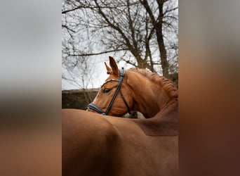 Westfaliano, Castrone, 9 Anni, 167 cm, Sauro