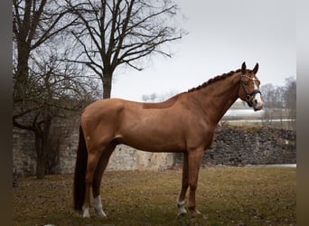 Westfaliano, Castrone, 9 Anni, 167 cm, Sauro