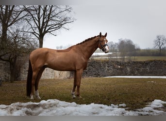 Westfaliano, Castrone, 9 Anni, 167 cm, Sauro