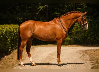Westfaliano, Castrone, 9 Anni, 168 cm, Sauro