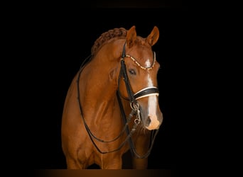 Westfaliano, Castrone, 9 Anni, 168 cm, Sauro