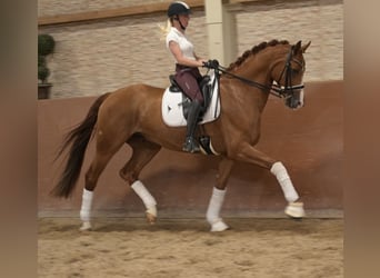 Westfaliano, Castrone, 9 Anni, 168 cm, Sauro