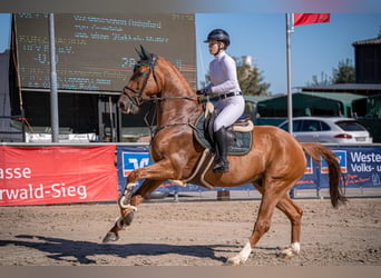 Westfaliano, Castrone, 9 Anni, 169 cm, Sauro
