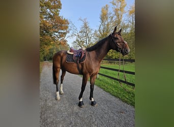 Westfaliano, Castrone, 9 Anni, 170 cm, Baio