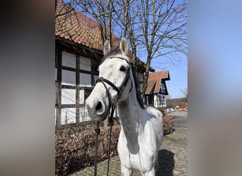 Westfaliano, Castrone, 9 Anni, 170 cm, Grigio pezzato