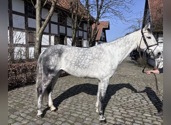 Westfaliano, Castrone, 9 Anni, 170 cm, Grigio pezzato