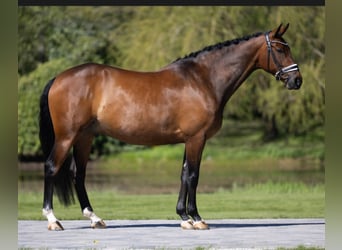 Westfaliano, Castrone, 9 Anni, 172 cm, Baio