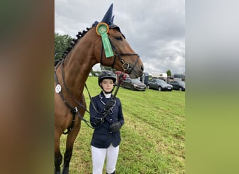 Westfaliano, Castrone, 9 Anni, 172 cm, Baio