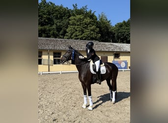 Westfaliano, Castrone, 9 Anni, 173 cm, Baio scuro