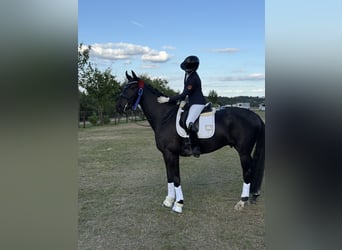 Westfaliano, Castrone, 9 Anni, 173 cm, Baio scuro