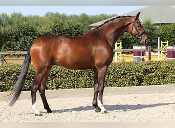Westfaliano, Castrone, 9 Anni, 174 cm