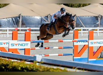 Westfaliano, Castrone, 9 Anni, 175 cm, Baio