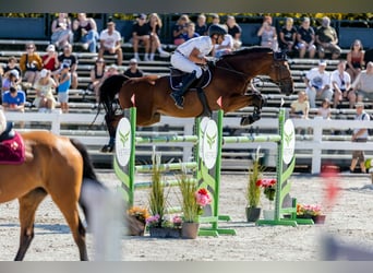 Westfaliano, Castrone, 9 Anni, 175 cm, Baio