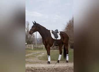 Westfaliano, Castrone, 9 Anni, 176 cm, Baio