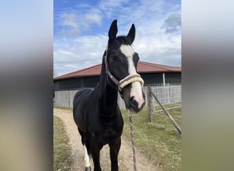 Westfaliano, Castrone, 9 Anni, 178 cm, Baio nero