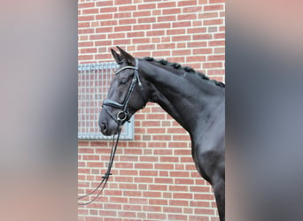 Westfaliano, Castrone, 9 Anni, 185 cm, Baio nero