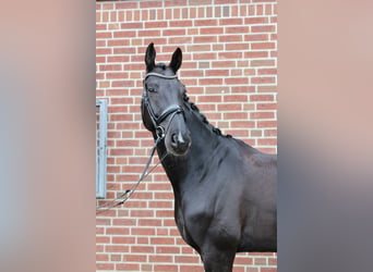 Westfaliano, Castrone, 9 Anni, 185 cm, Baio nero